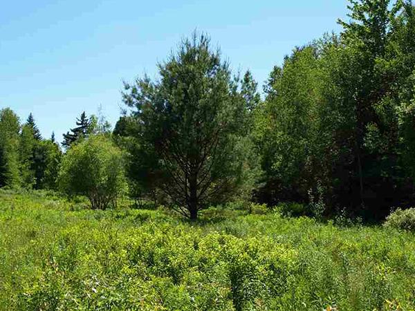 Photo: Peter Fina, Great Northern Land Company Field-like wetland with trees in background in summer
